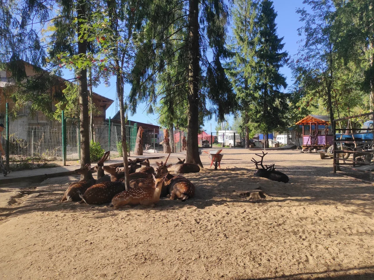 Фото Оленья ферма "ZooOleni" - развлечение в Москве | Досугатор